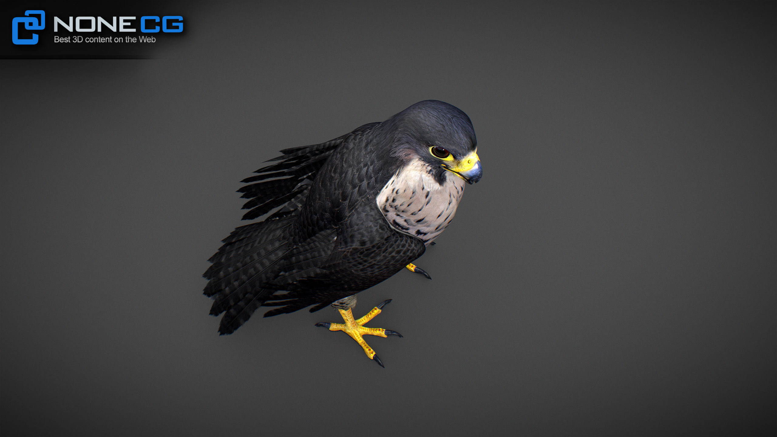 Animated Falcon 3D model_18