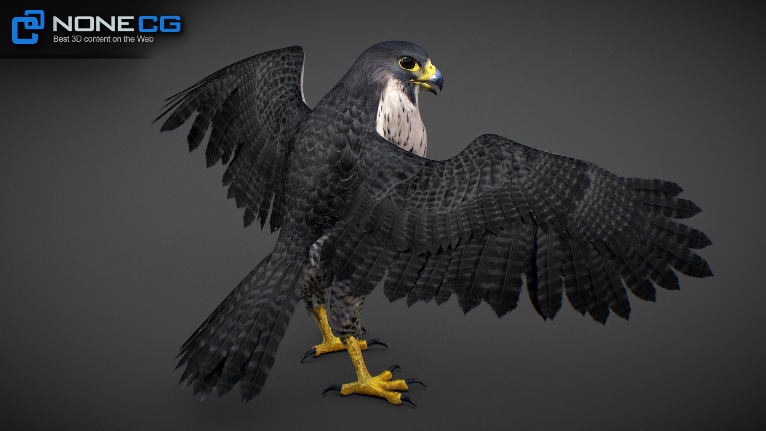 Animated Falcon 3D model_32