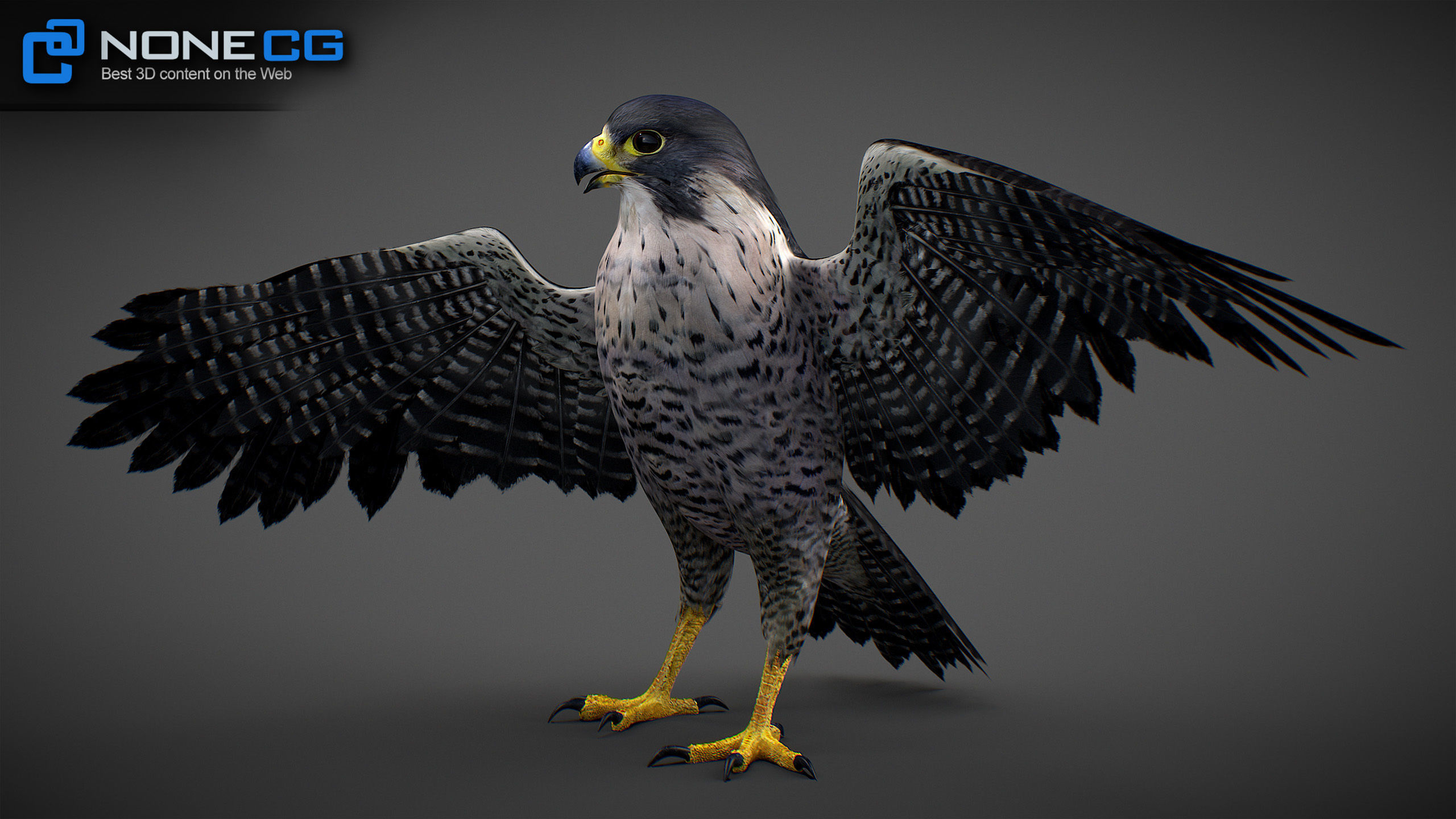 Animated Falcon 3D model_19