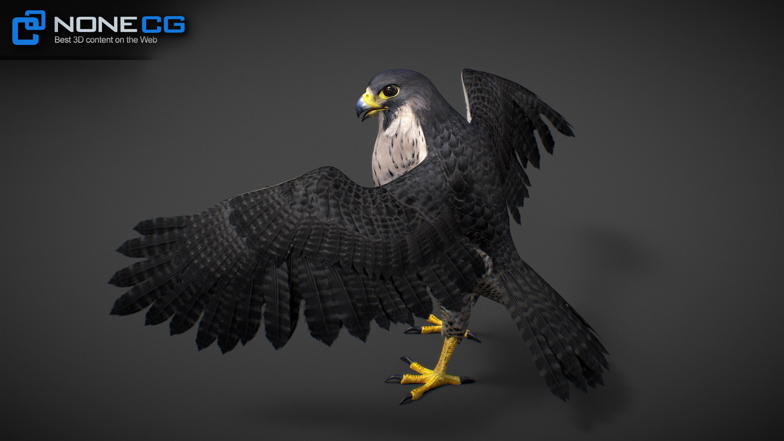Animated Falcon 3D model_34