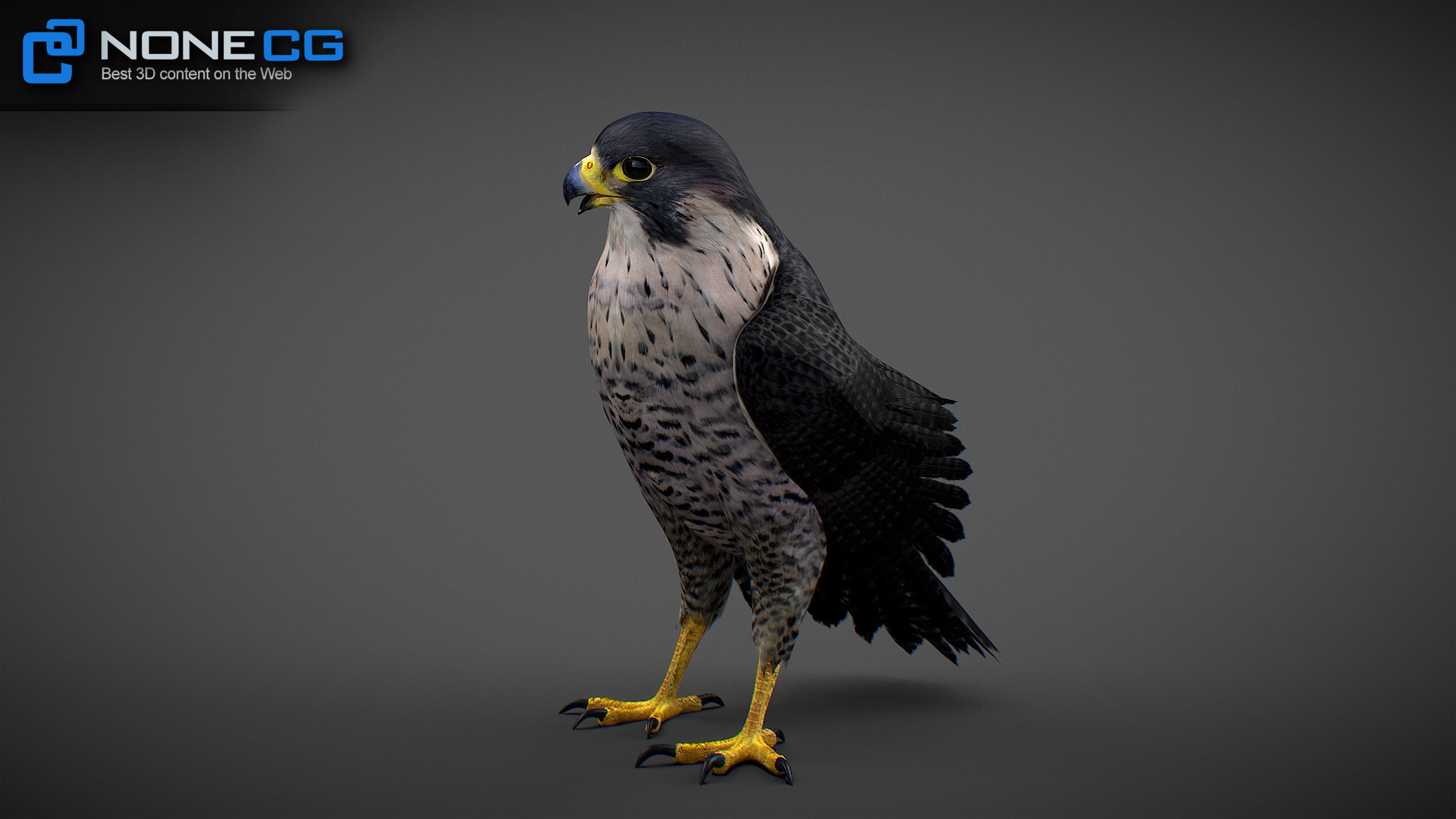 Animated Falcon 3D model_13