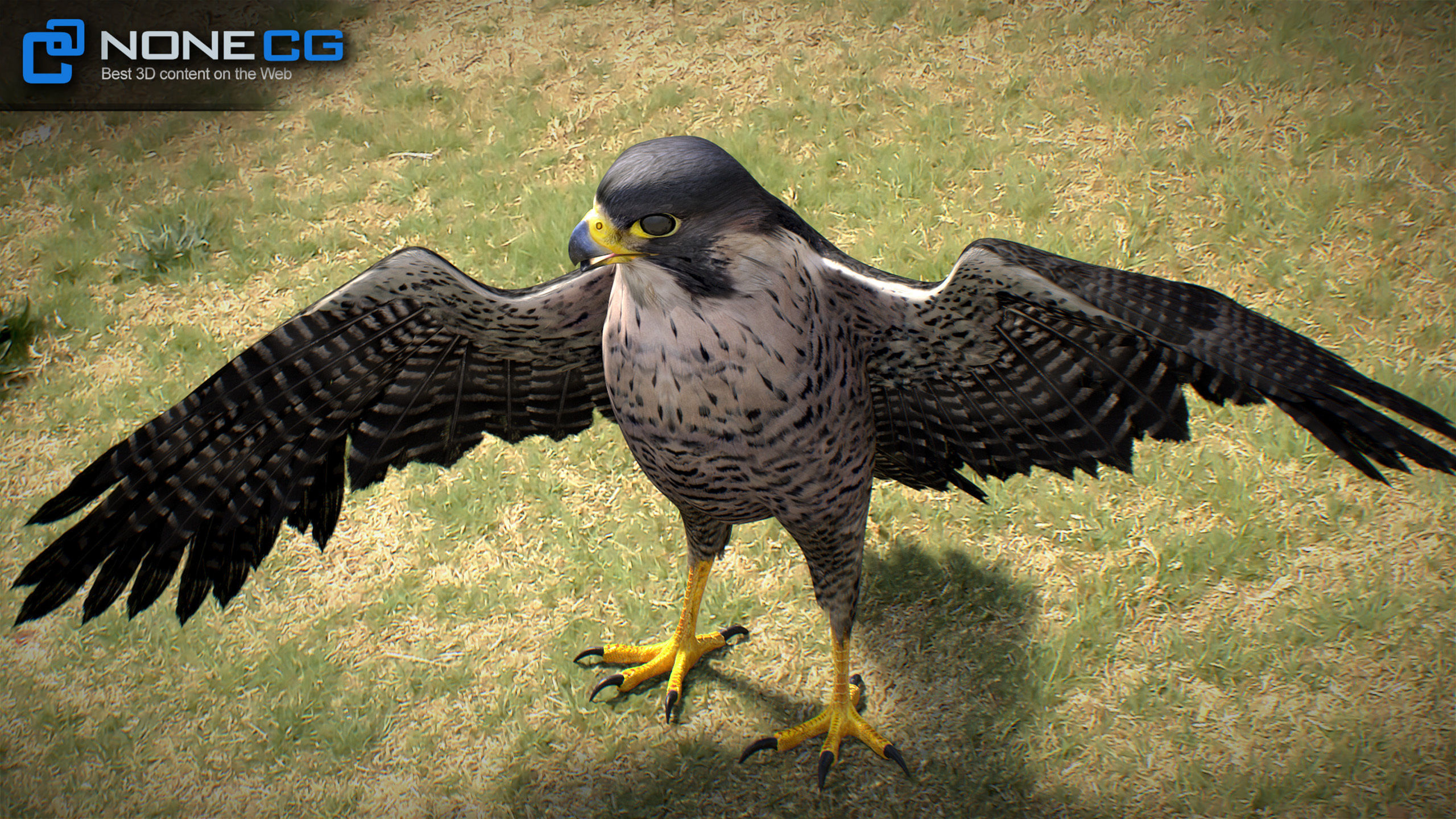 Animated Falcon 3D model_28