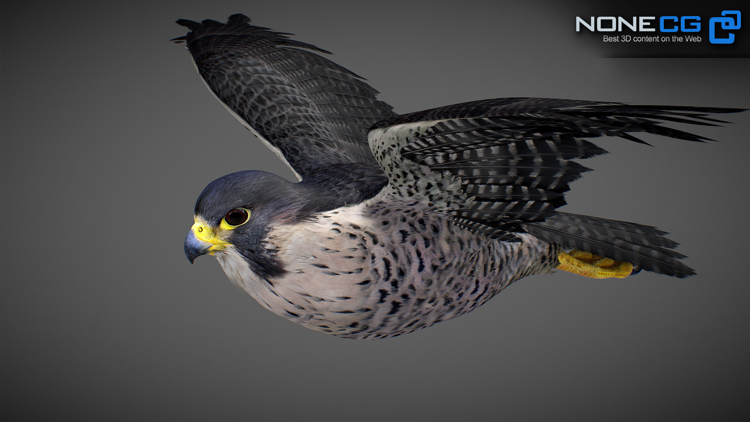 Animated Falcon 3D model_17
