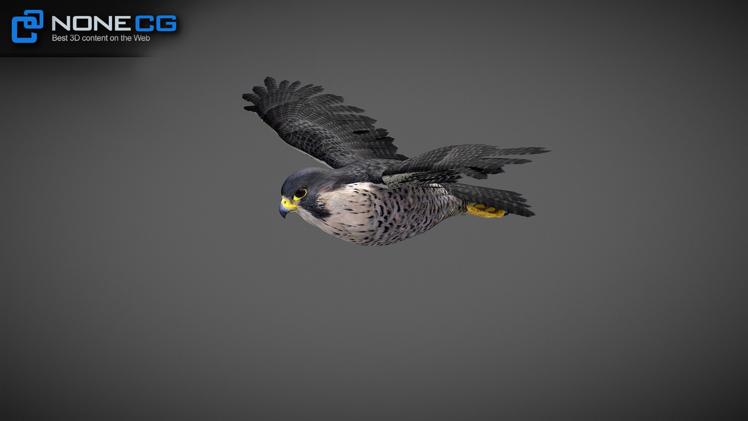 Animated Falcon 3D model_35