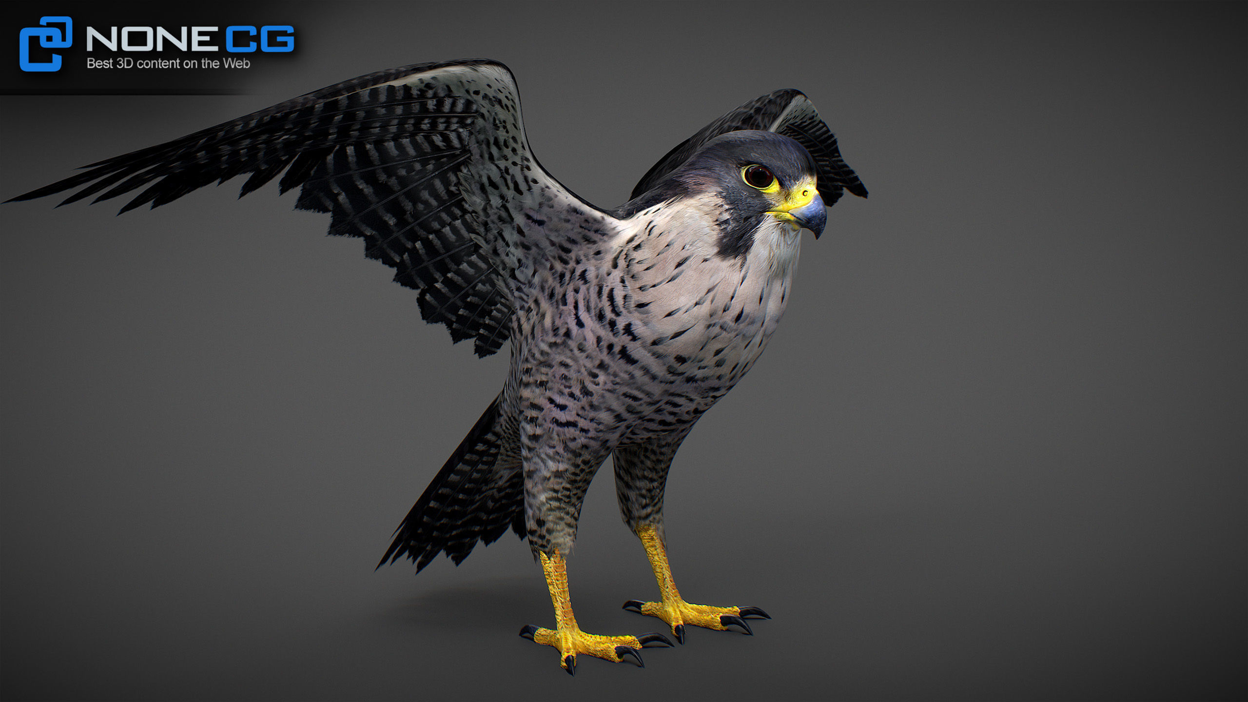 Animated Falcon 3D model_4
