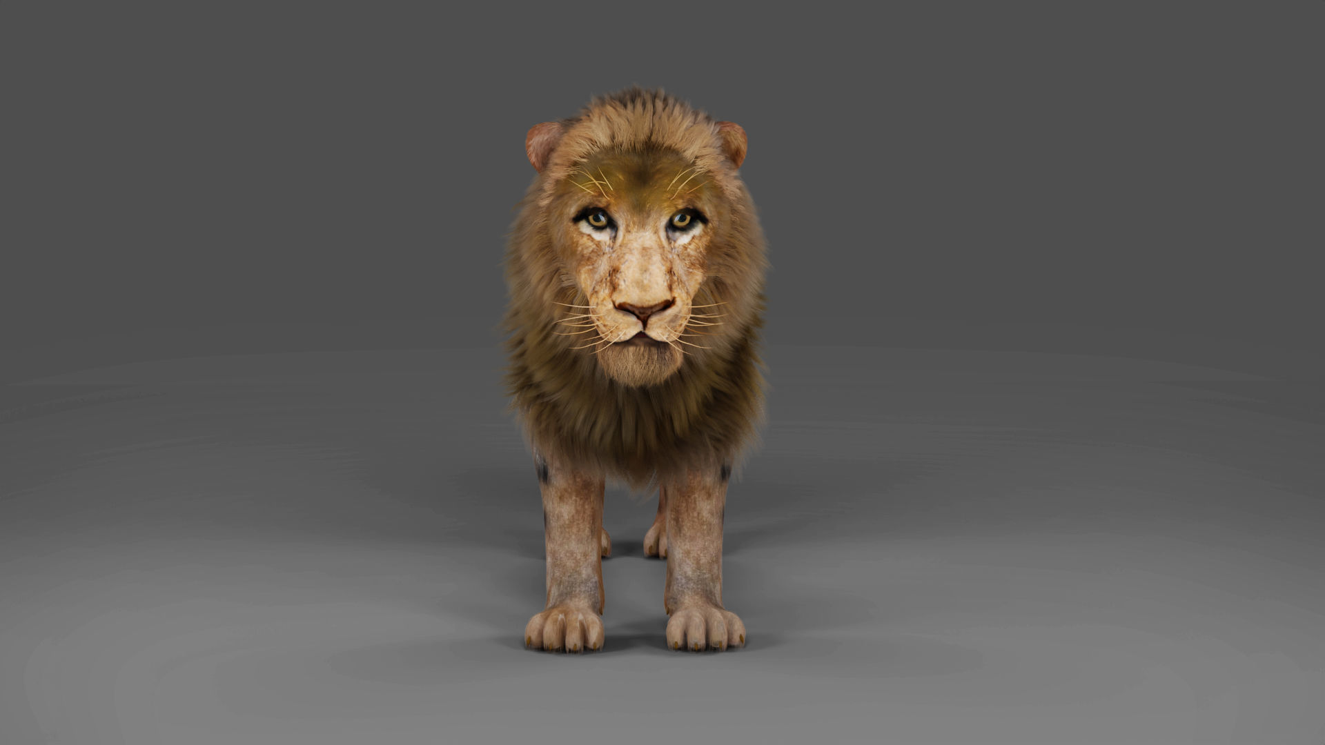 Fur Lion NO Rigged in Blender Low-poly 3D model_3