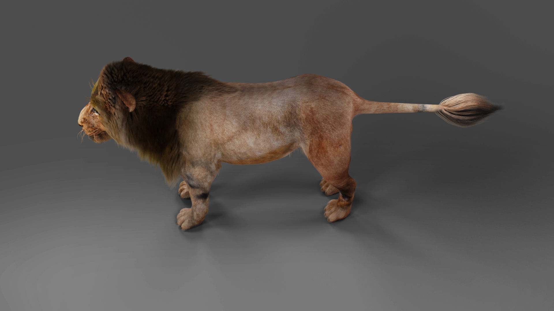 Fur Lion NO Rigged in Blender Low-poly 3D model_4