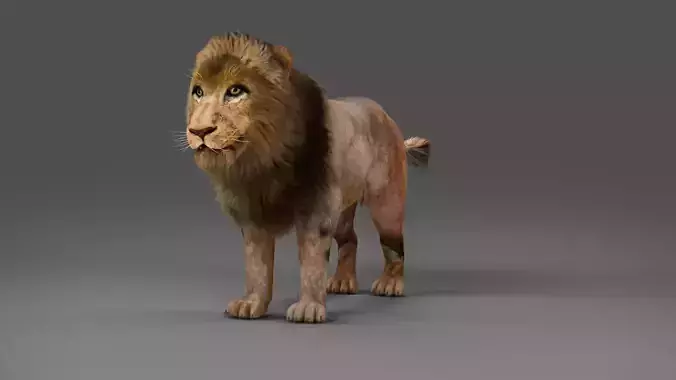 Fur Lion NO Rigged in Blender Low-poly 3D model