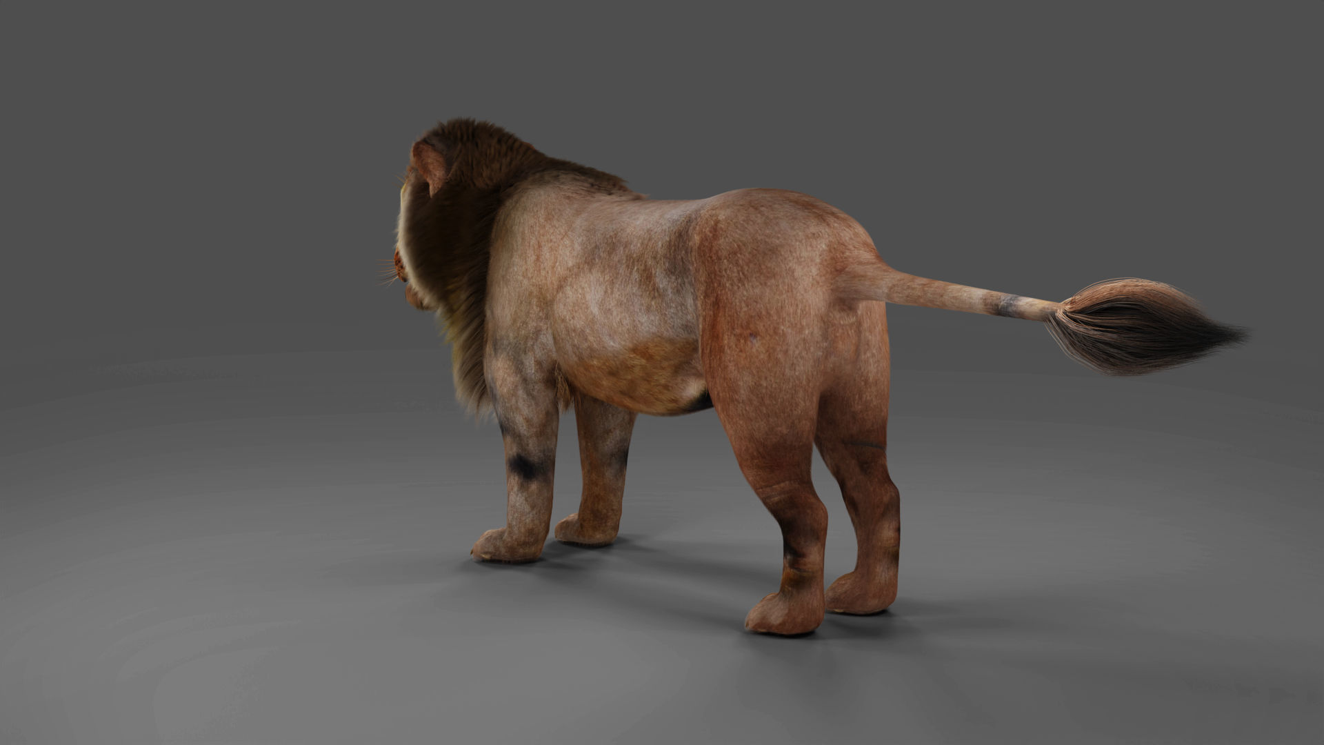 Fur Lion NO Rigged in Blender Low-poly 3D model_2