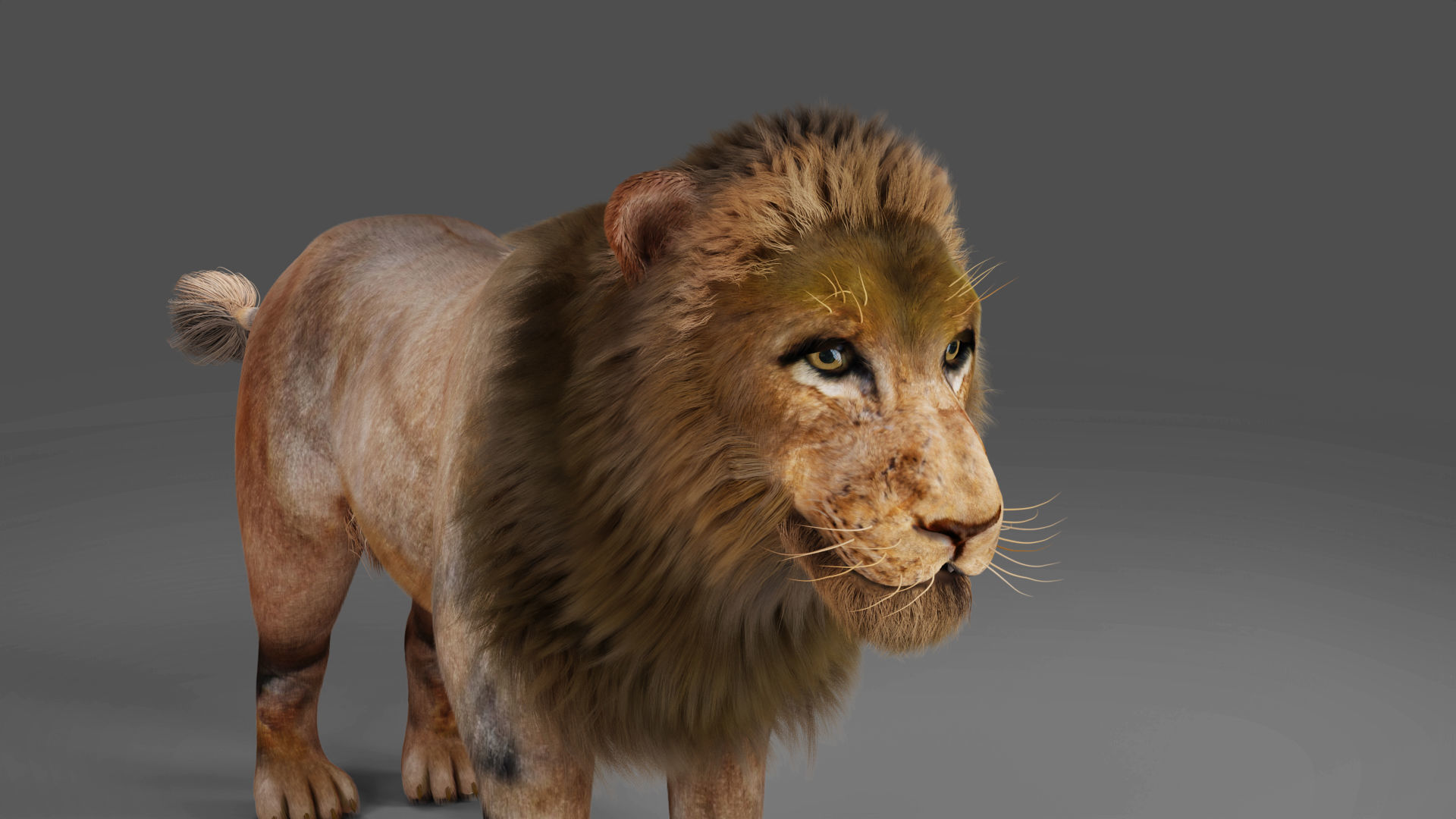 Fur Lion NO Rigged in Blender Low-poly 3D model_1