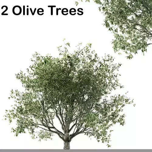 two Olive trees free Free 3D model