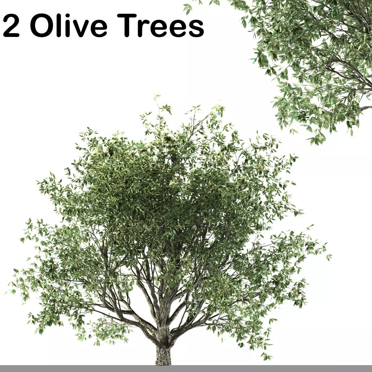 two Olive trees free Free 3D model