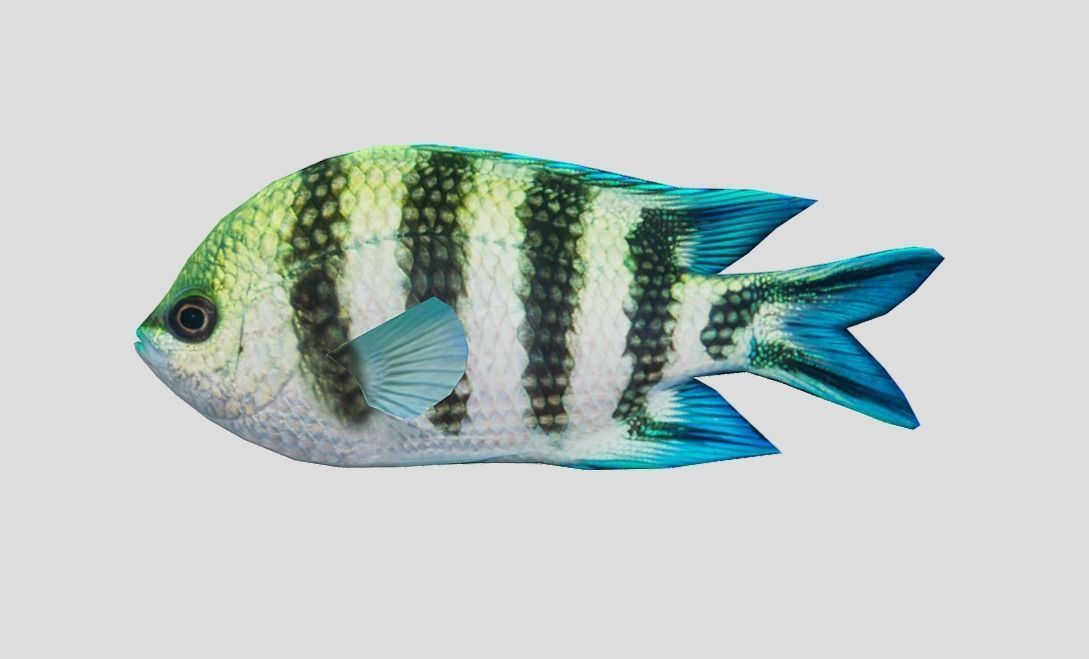 sergeant fish Low-poly 3D model_6