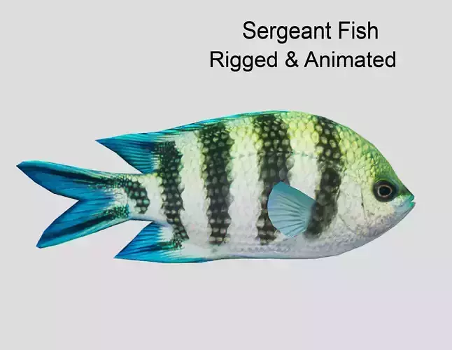 sergeant fish
