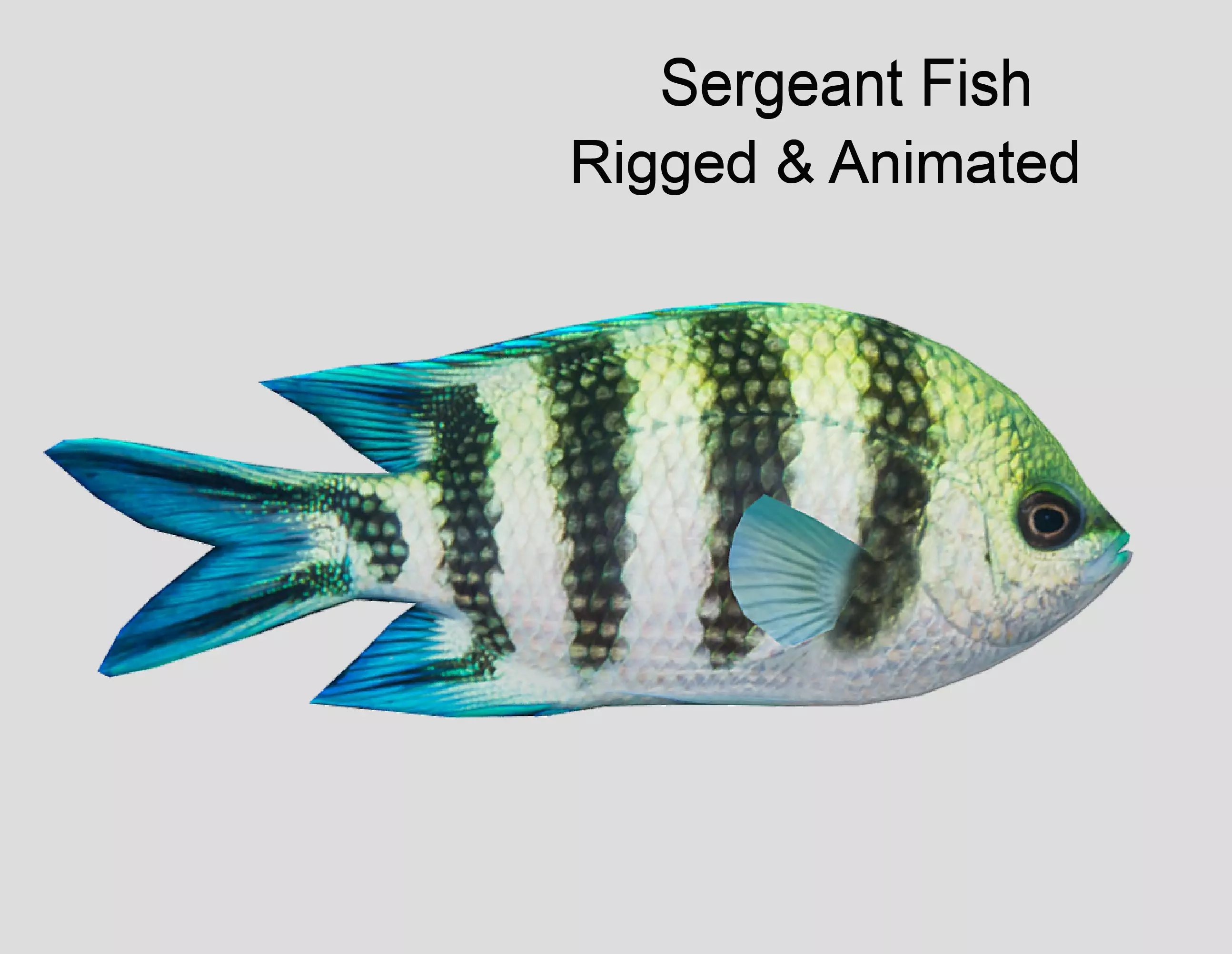 sergeant fish Low-poly 3D model_0