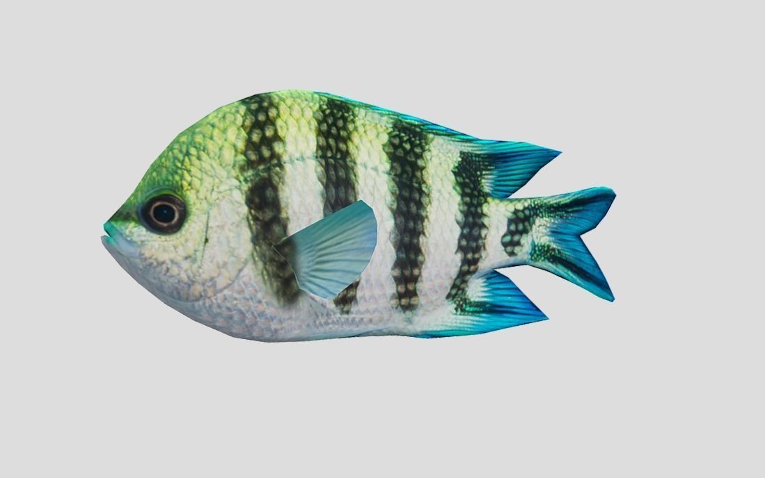 sergeant fish Low-poly 3D model_7