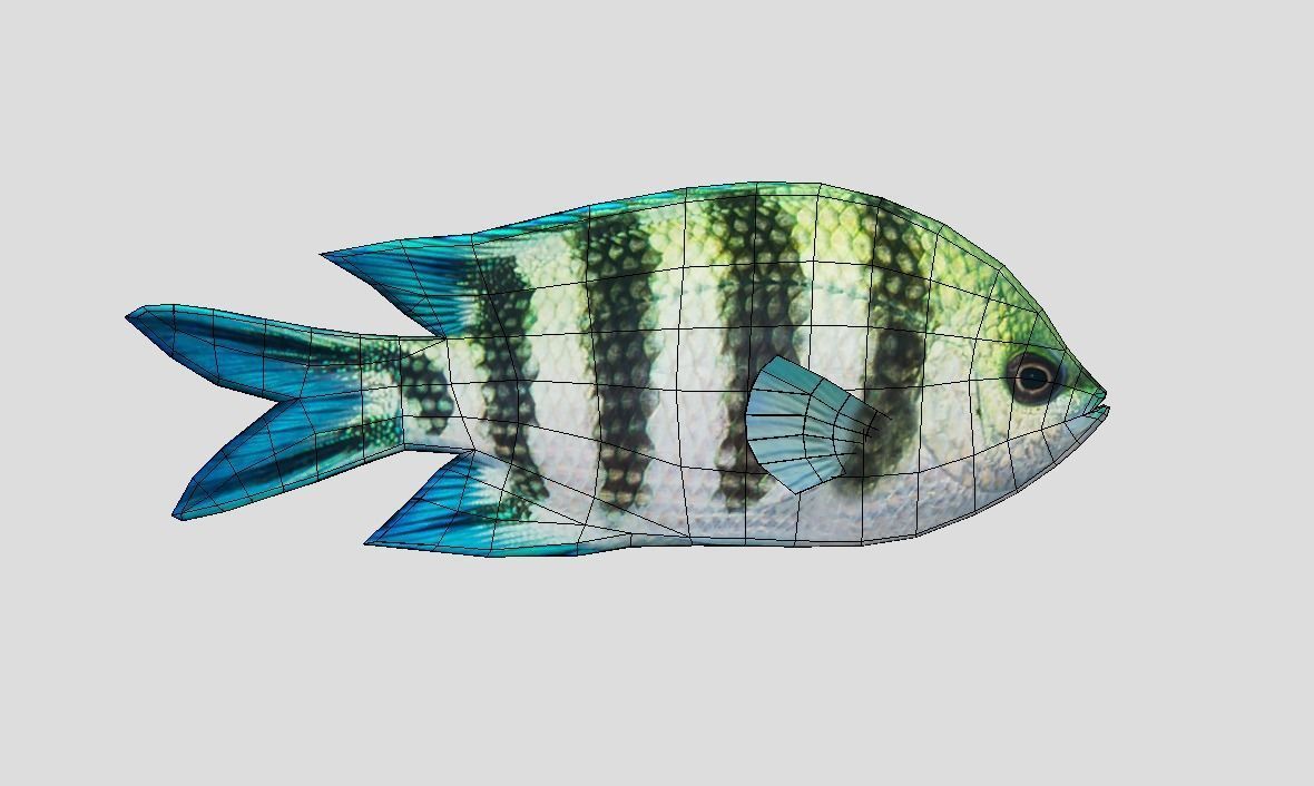 sergeant fish Low-poly 3D model_2