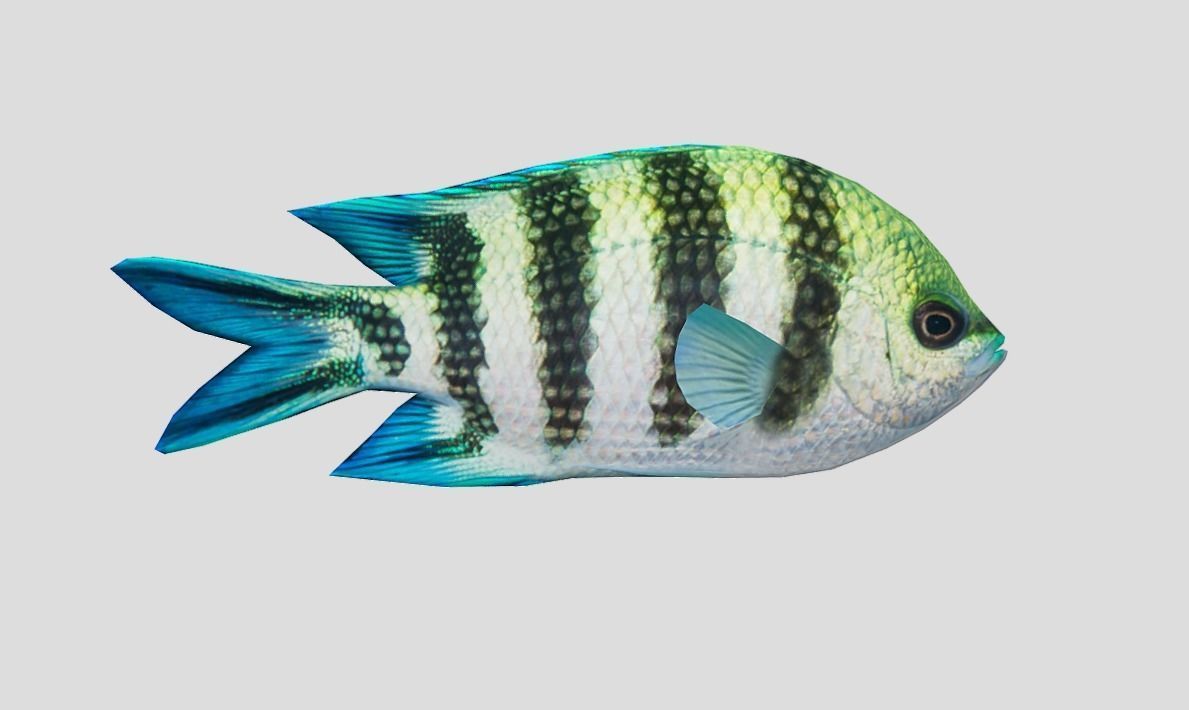 sergeant fish Low-poly 3D model_9