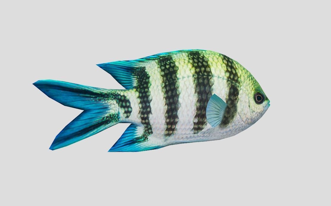 sergeant fish Low-poly 3D model_4