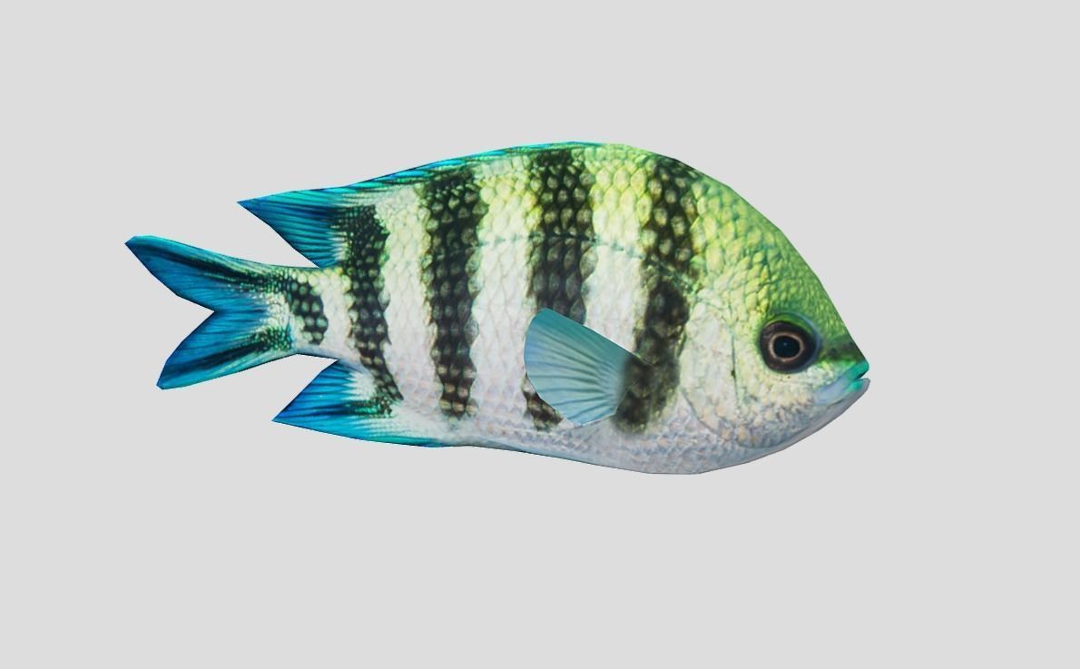 sergeant fish Low-poly 3D model_8