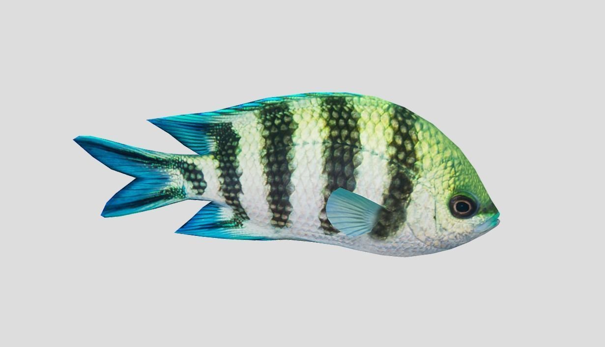 sergeant fish Low-poly 3D model_11