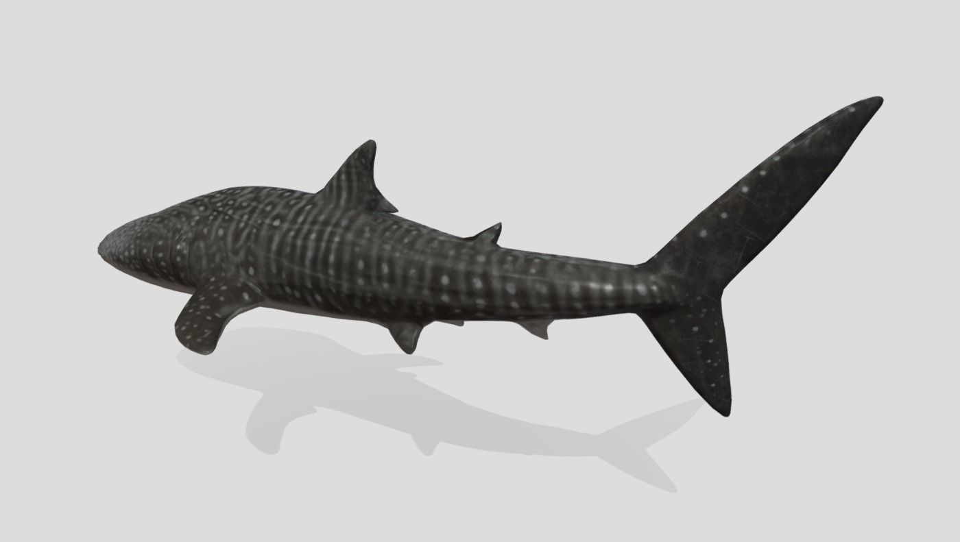 Whale Shark Animated Low-poly Low-poly 3D model_3