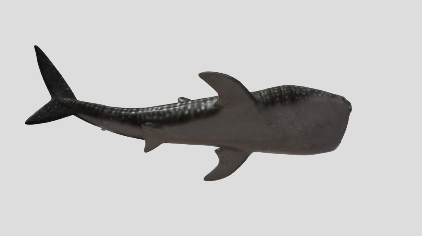Whale Shark Animated Low-poly Low-poly 3D model_7