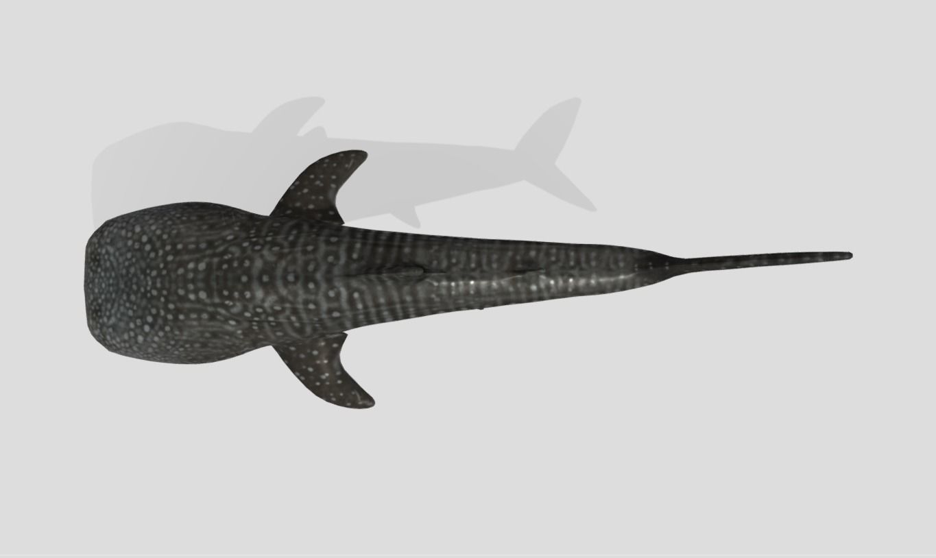 Whale Shark Animated Low-poly Low-poly 3D model_9