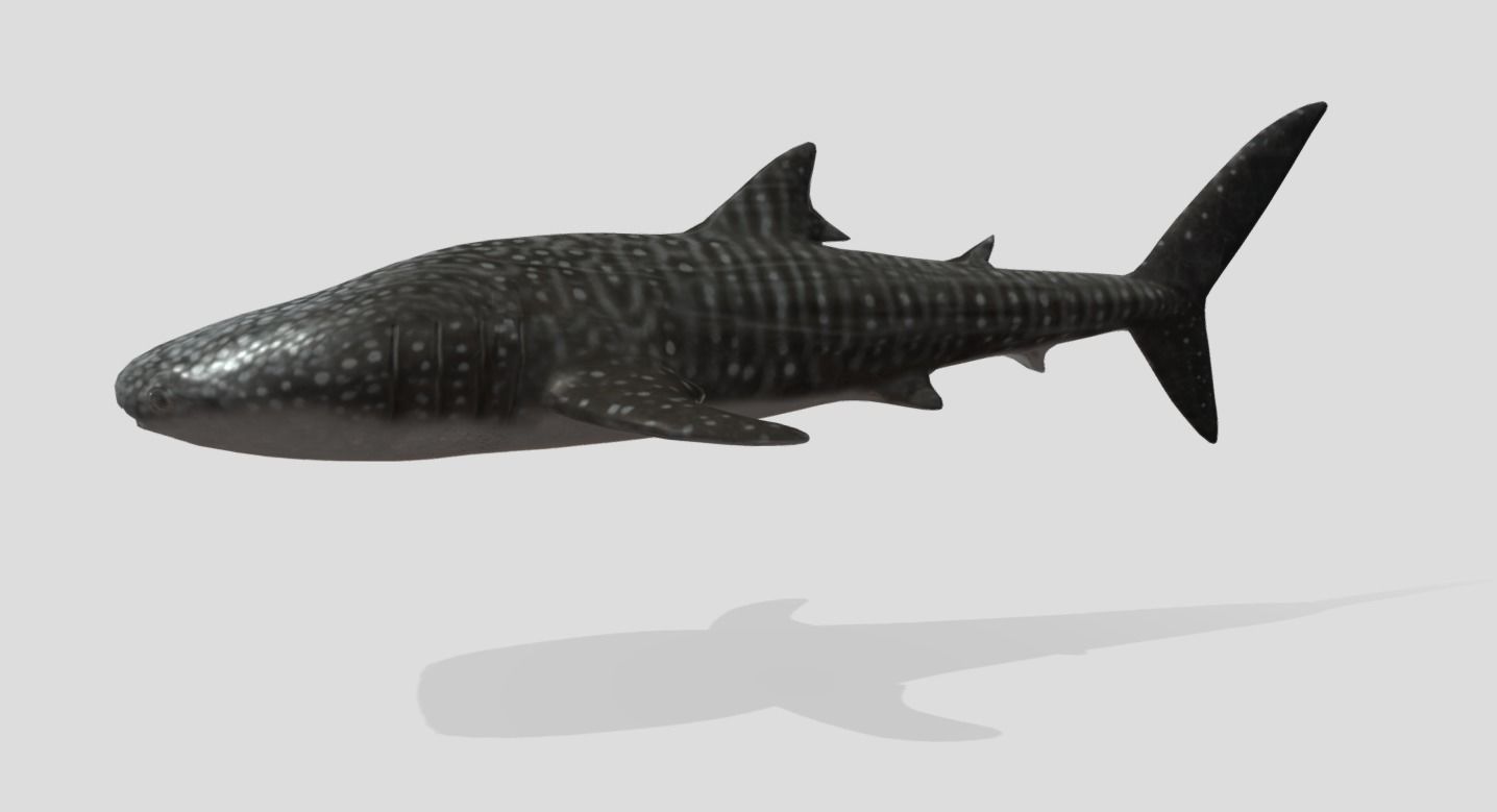 Whale Shark Animated Low-poly Low-poly 3D model_4