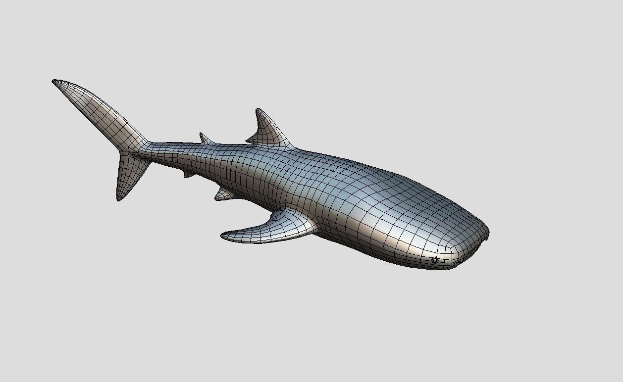 Whale Shark Animated Low-poly Low-poly 3D model_11