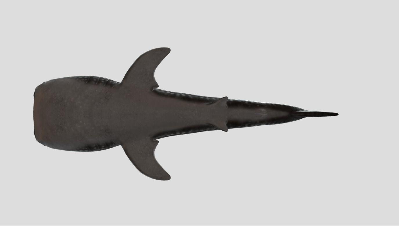 Whale Shark Animated Low-poly Low-poly 3D model_10