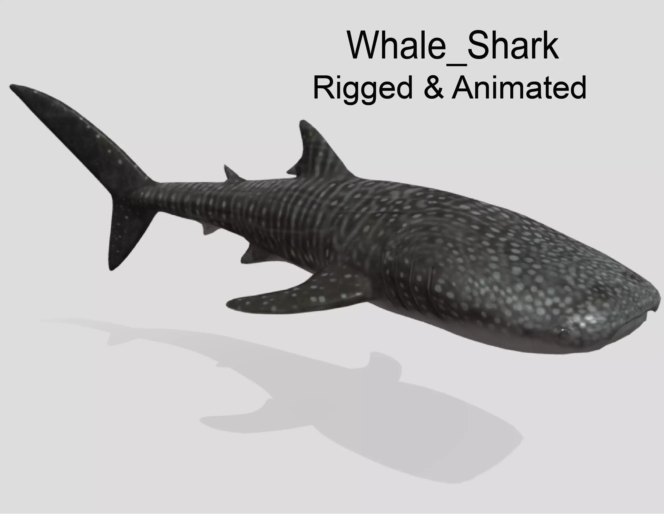 Whale Shark Animated Low-poly Low-poly 3D model_0