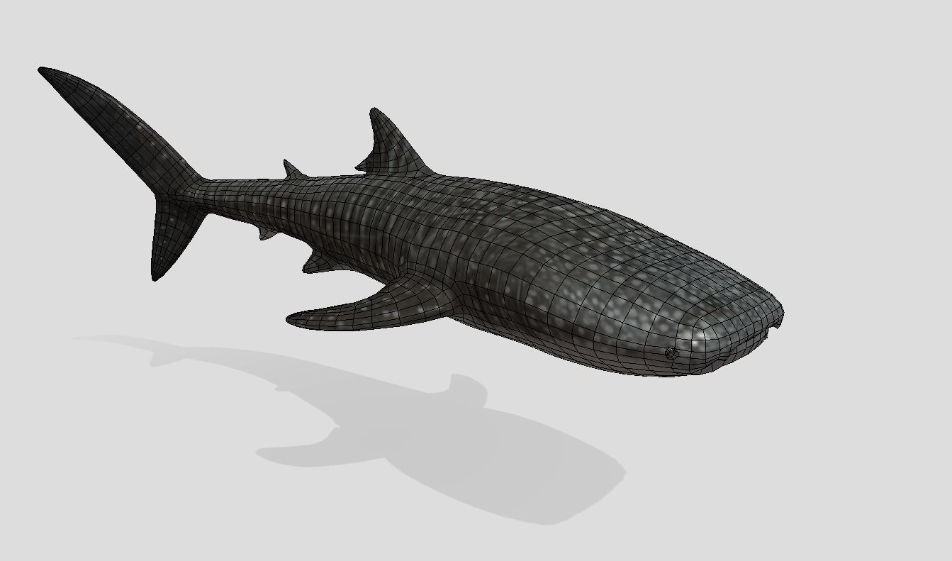 Whale Shark Animated Low-poly Low-poly 3D model_2
