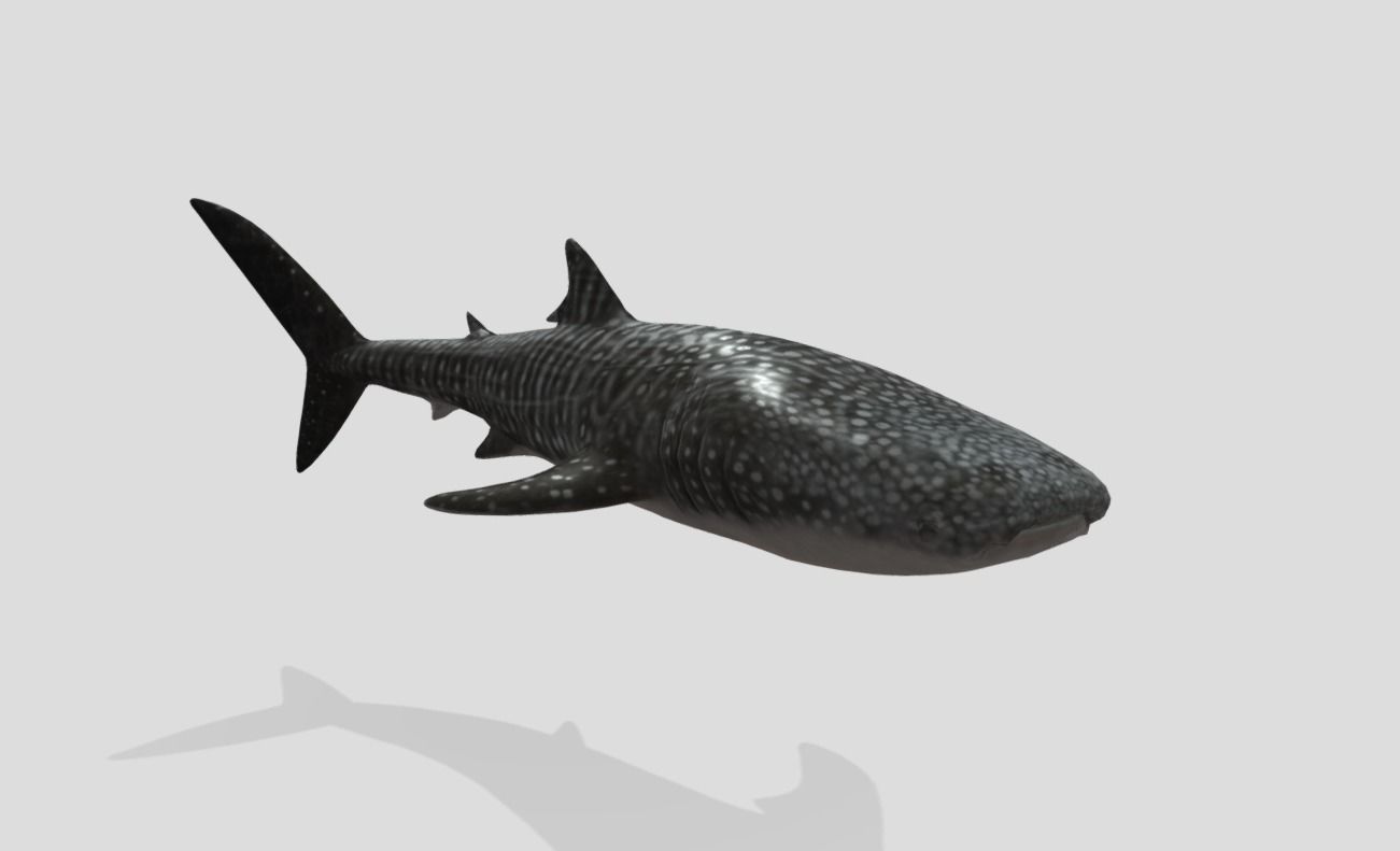Whale Shark Animated Low-poly Low-poly 3D model_8