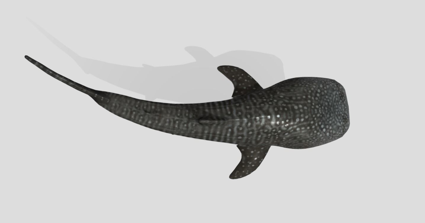 Whale Shark Animated Low-poly Low-poly 3D model_5