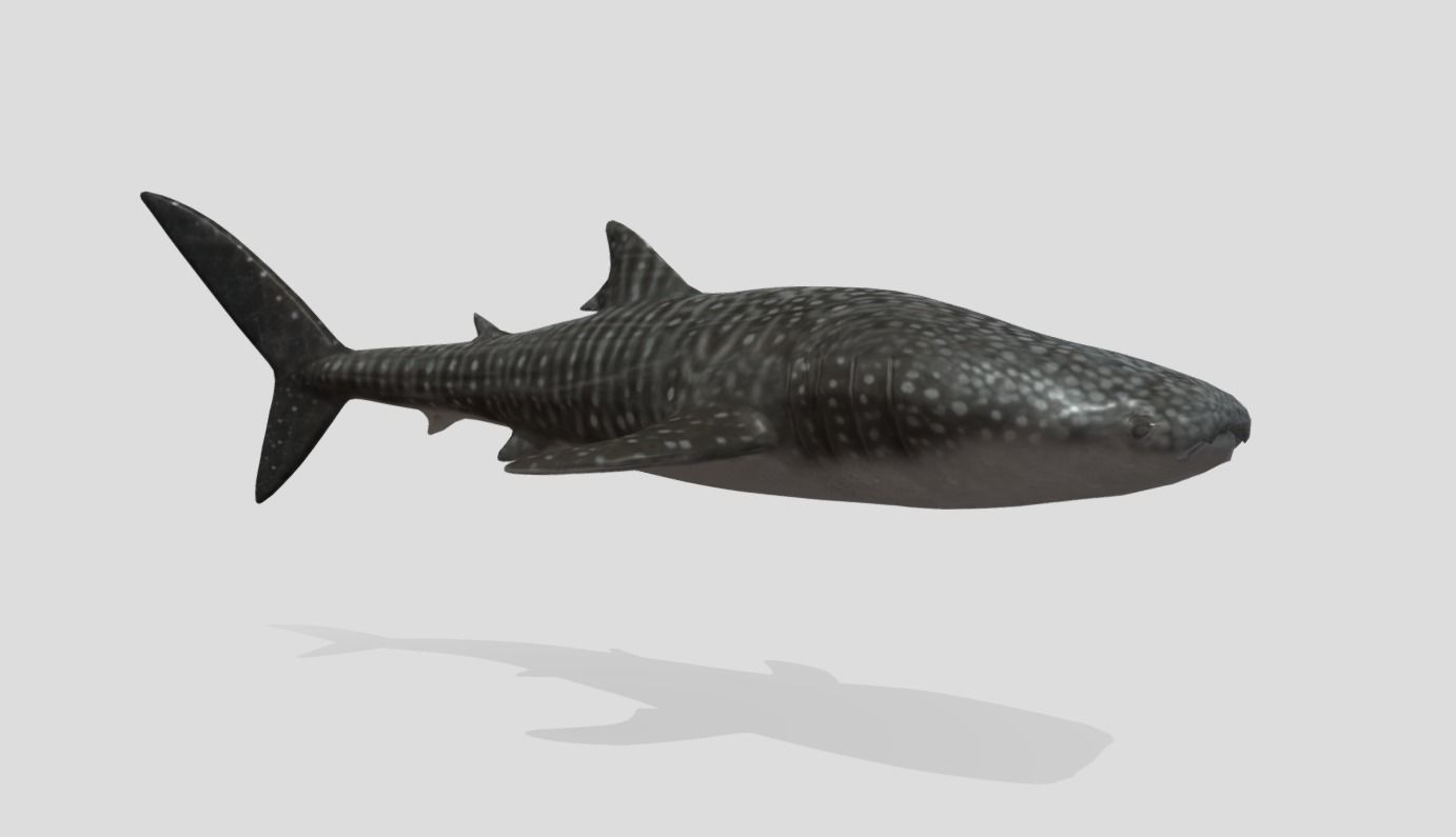 Whale Shark Animated Low-poly Low-poly 3D model_6