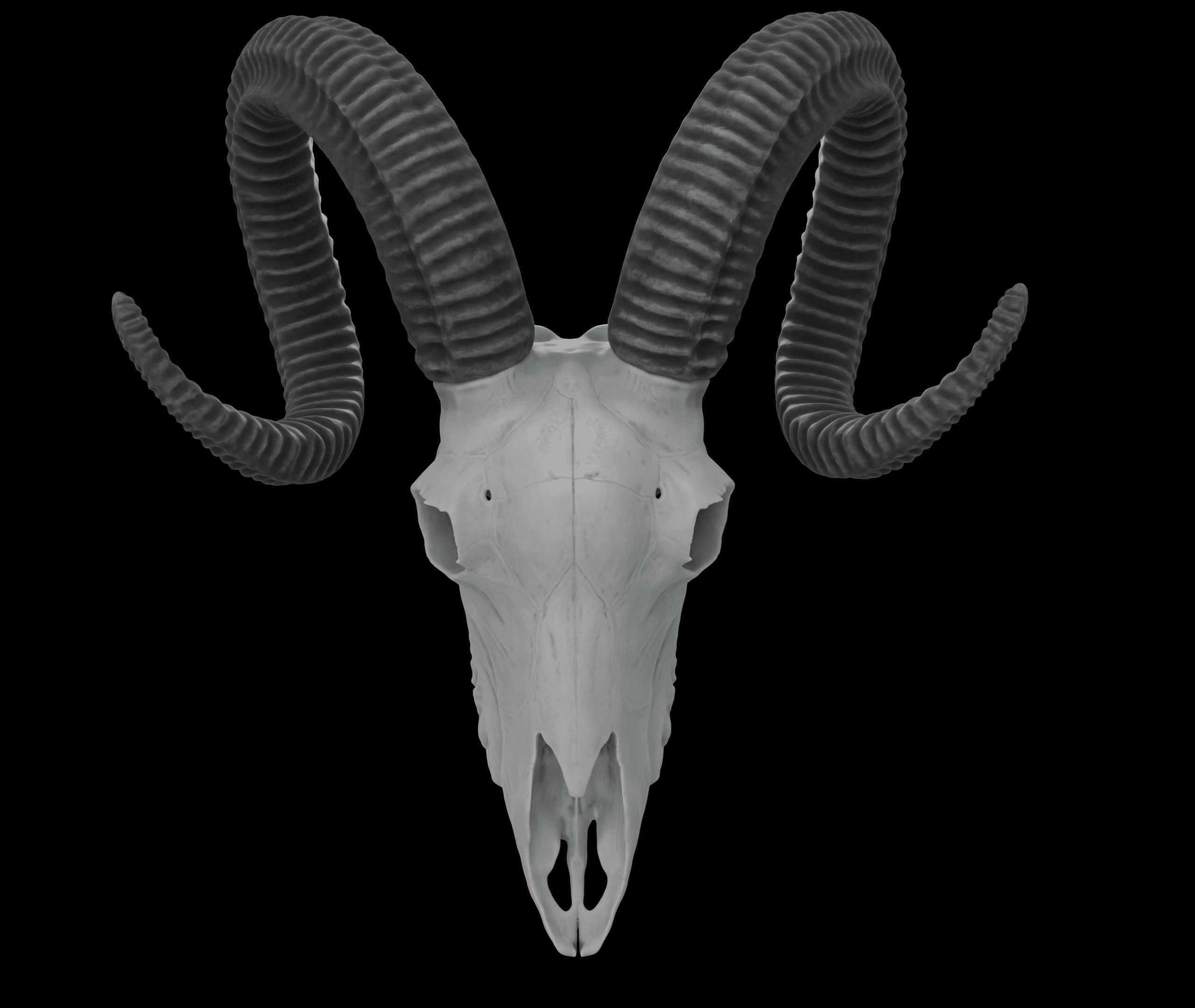 Ram Skull HighPoly Free 3D model_6