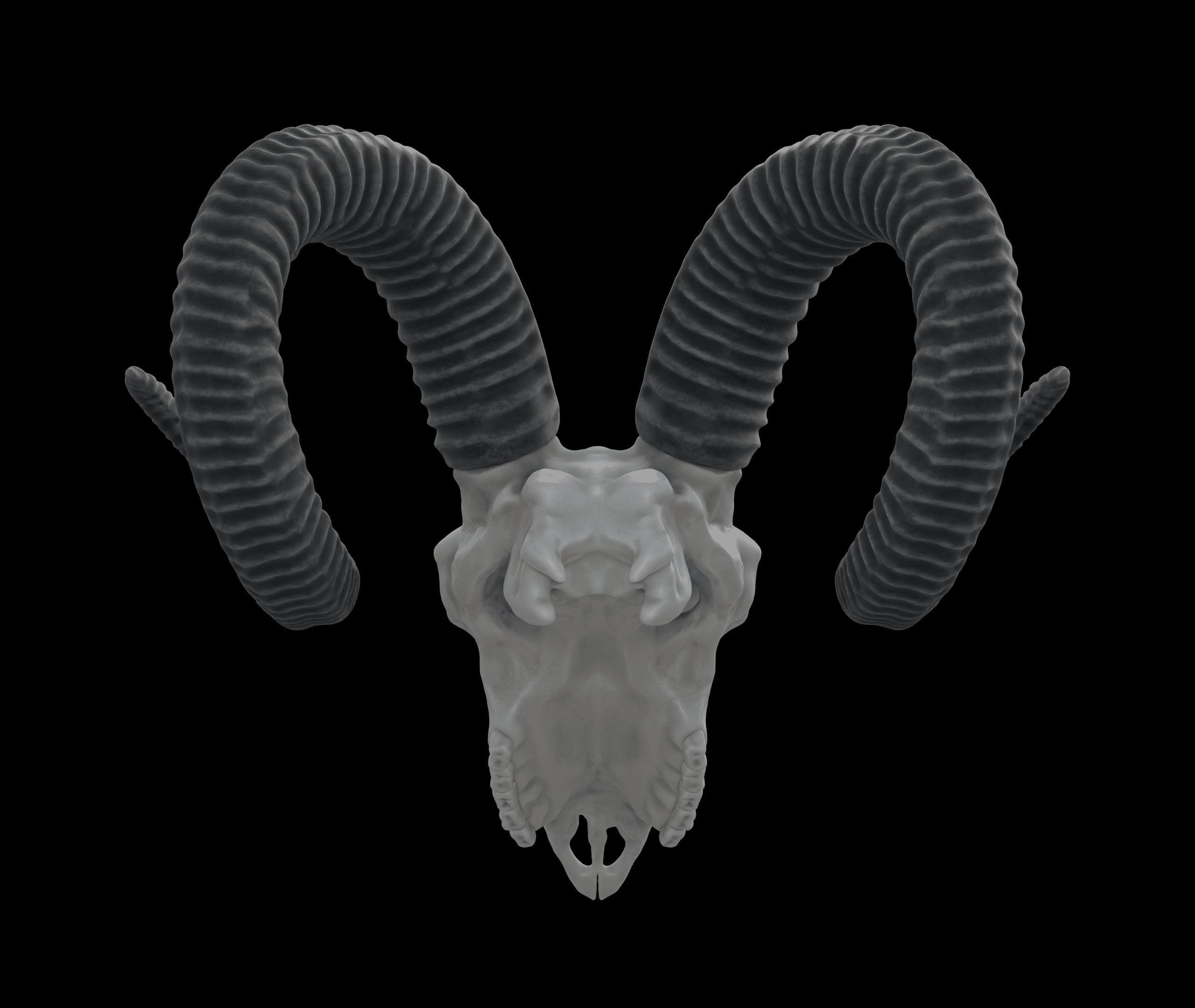 Ram Skull HighPoly Free 3D model_3