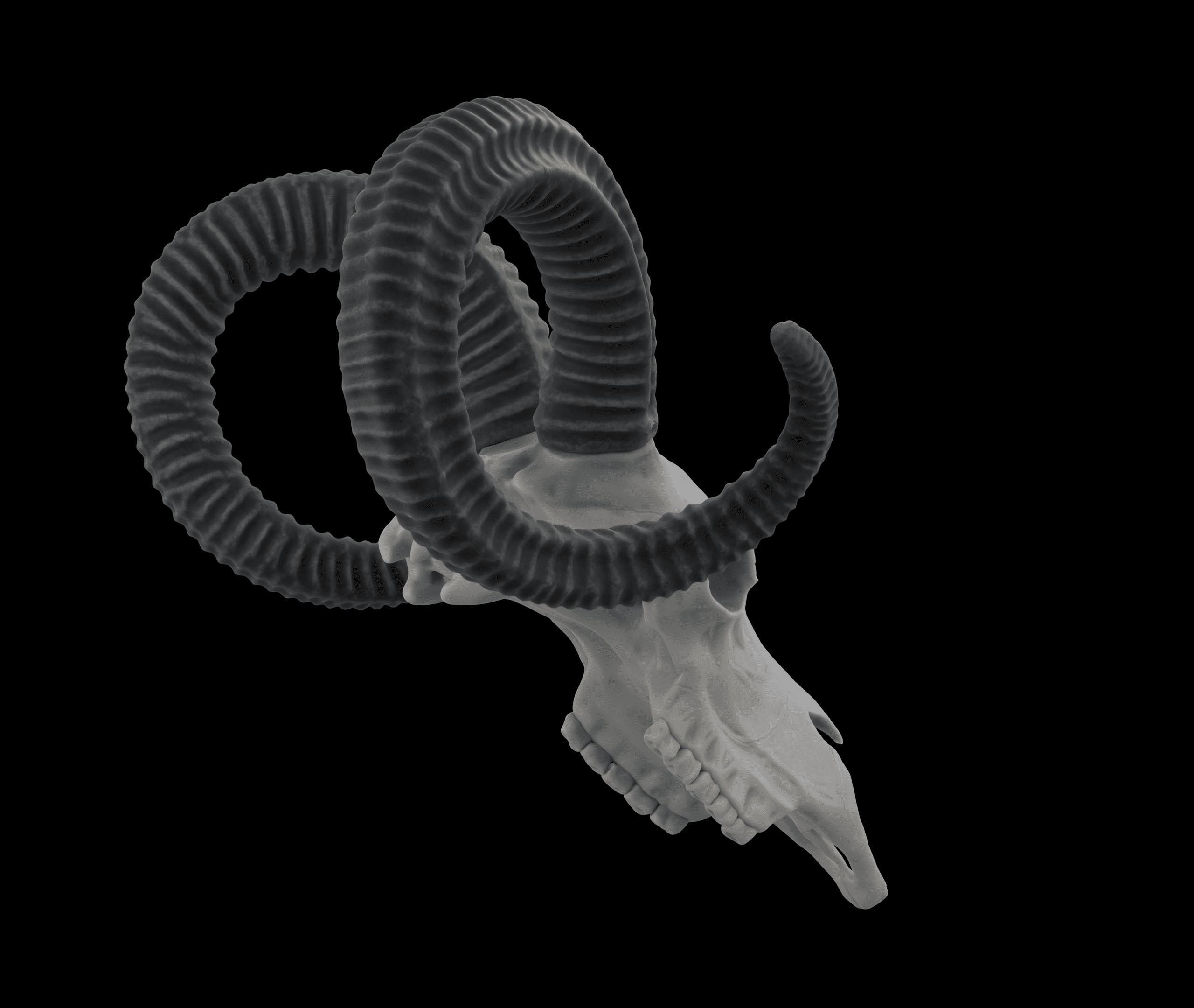 Ram Skull HighPoly Free 3D model_4