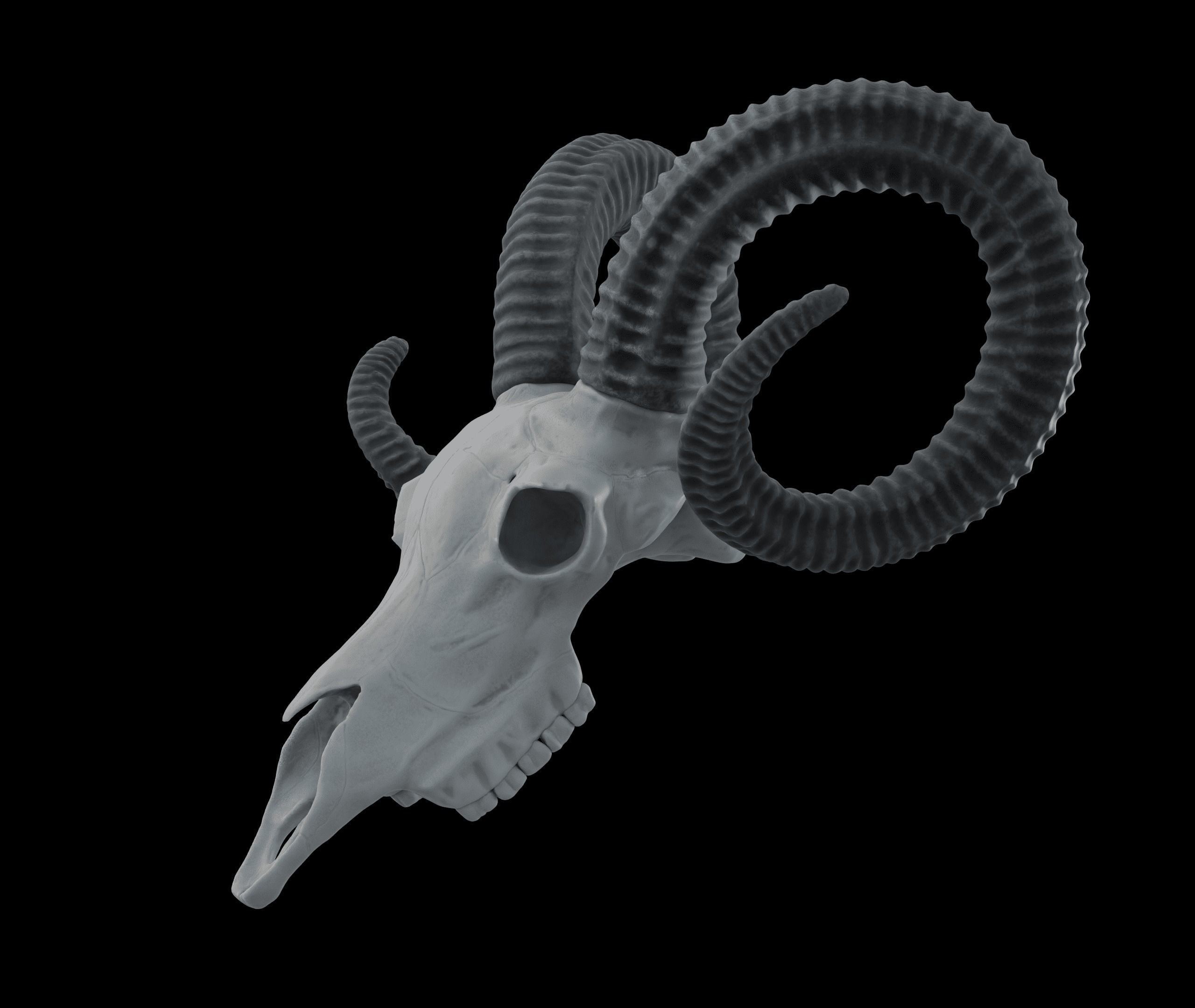 Ram Skull HighPoly Free 3D model_1