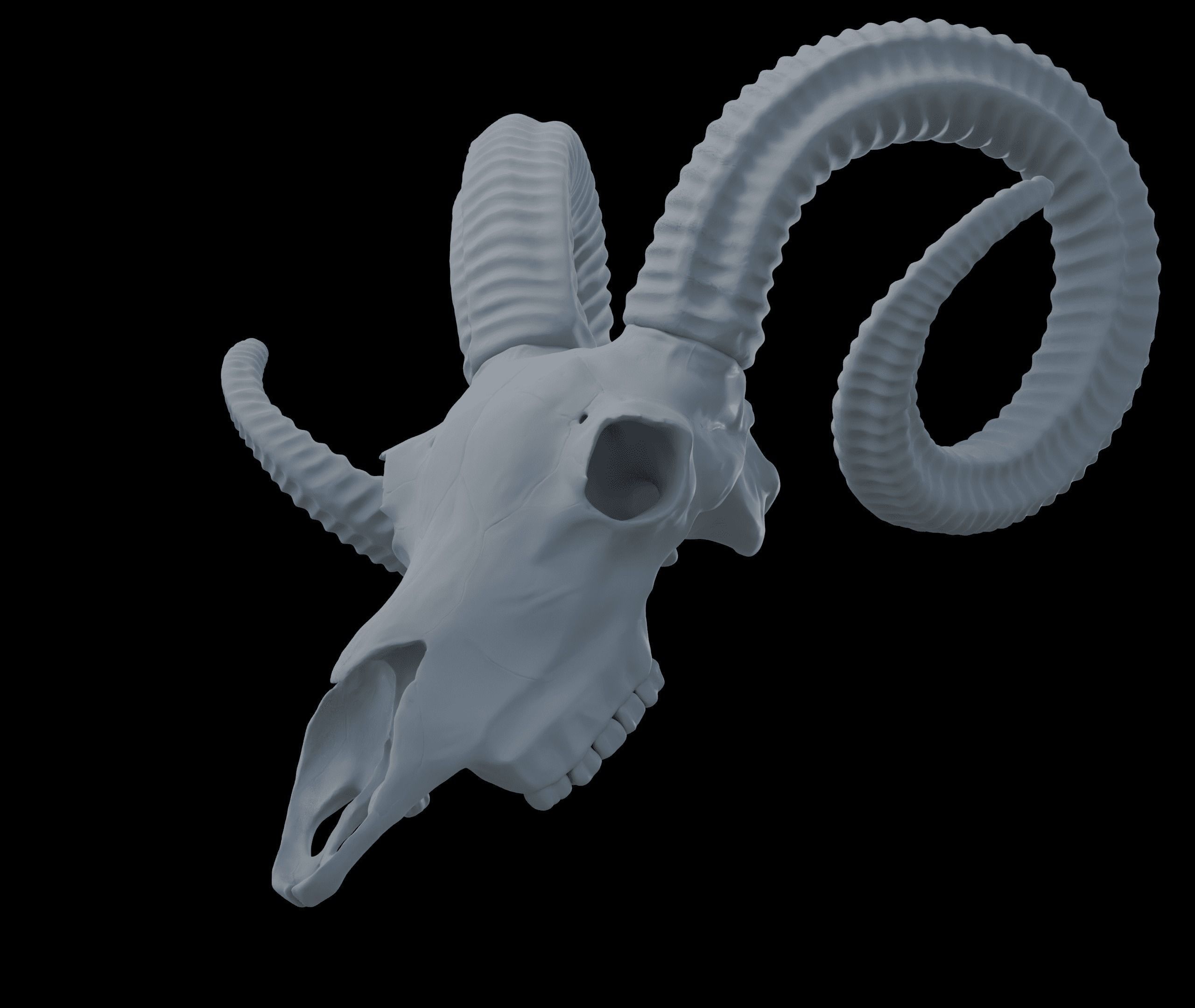 Ram Skull HighPoly Free 3D model_8