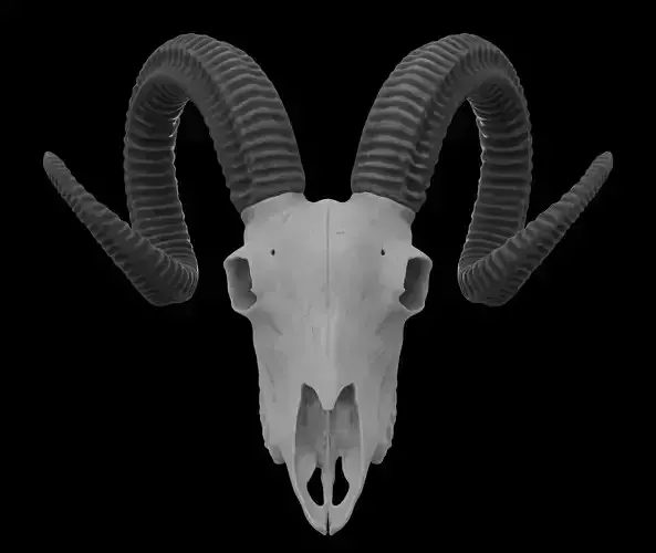 Ram Skull HighPoly Free 3D model