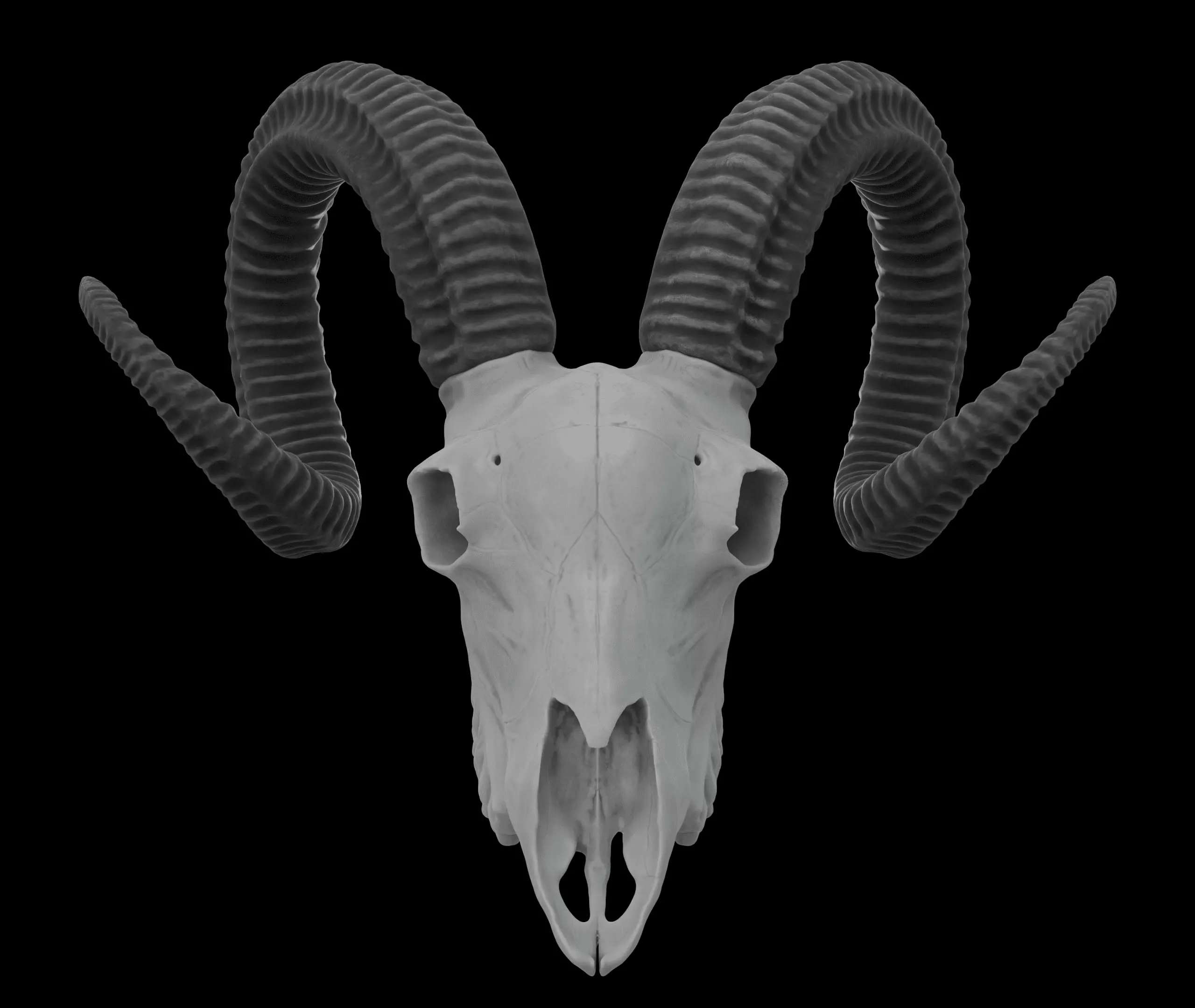 Ram Skull HighPoly Free 3D model_0