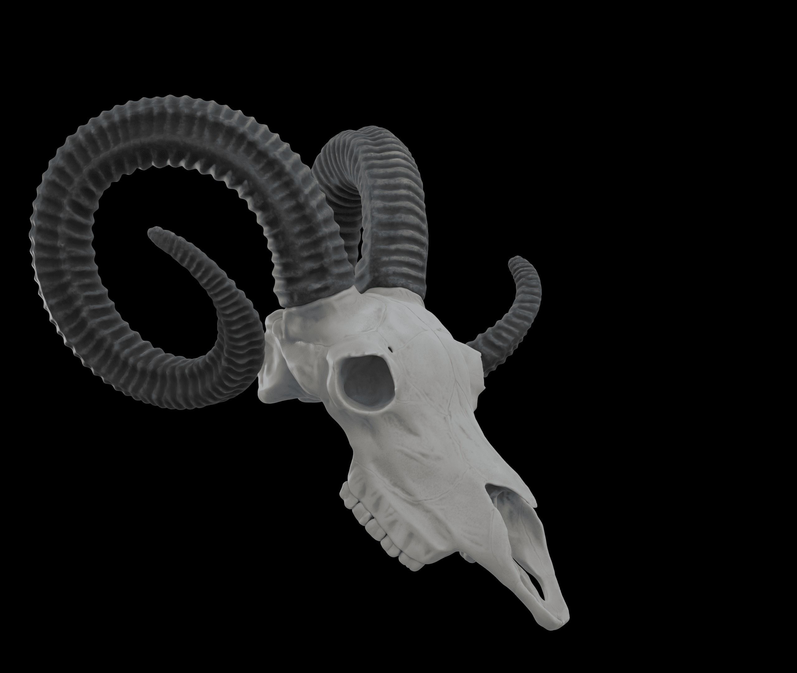 Ram Skull HighPoly Free 3D model_5