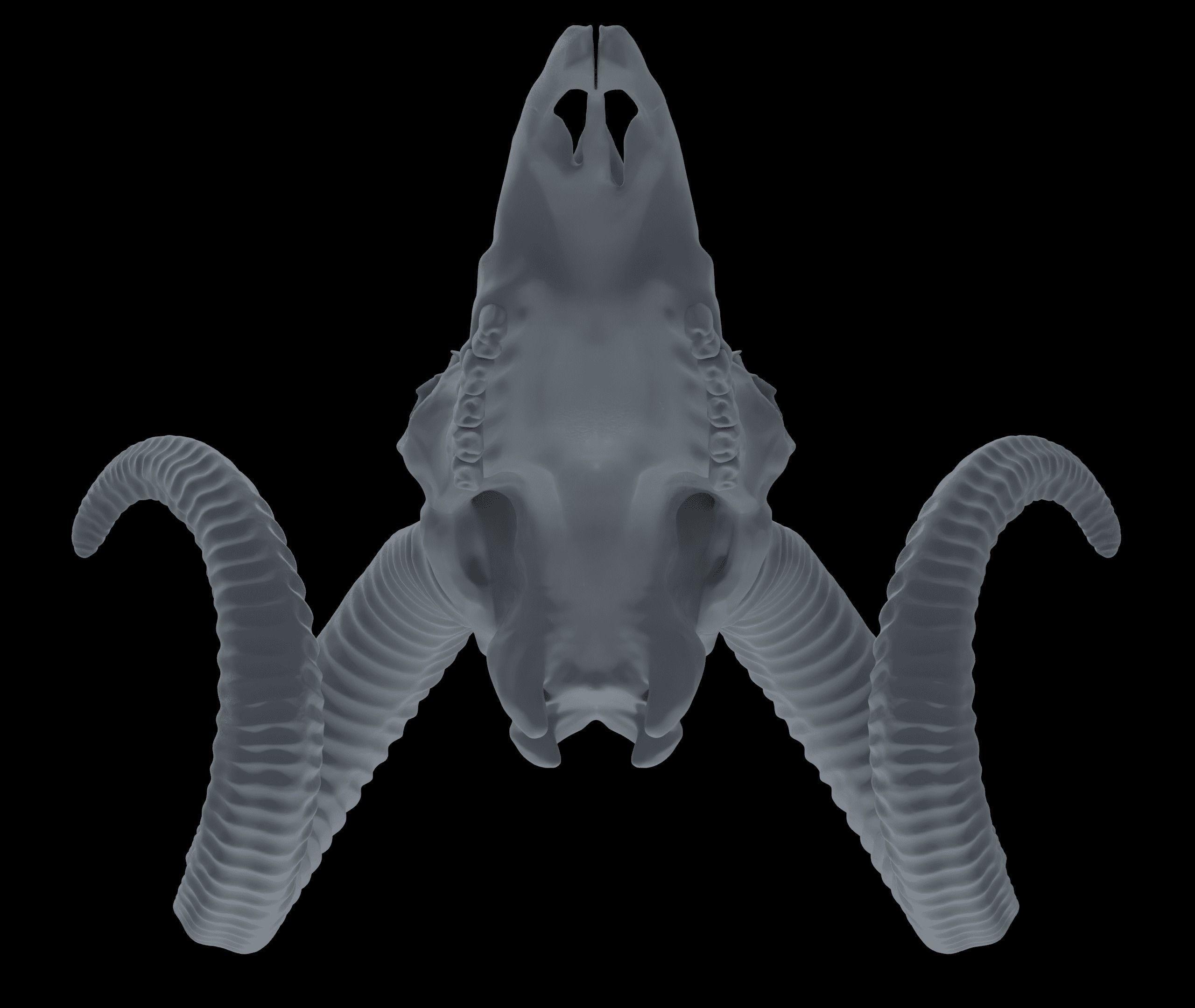 Ram Skull HighPoly Free 3D model_14
