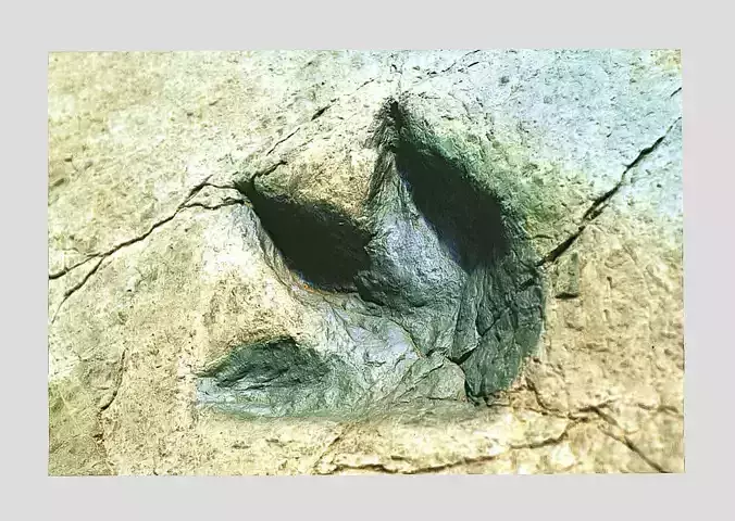 Footprint - fossil - dinosaur - 3D Printing 3D model