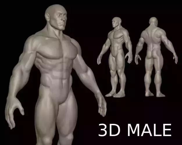 3D Sculpt Male Anatomy Exploration