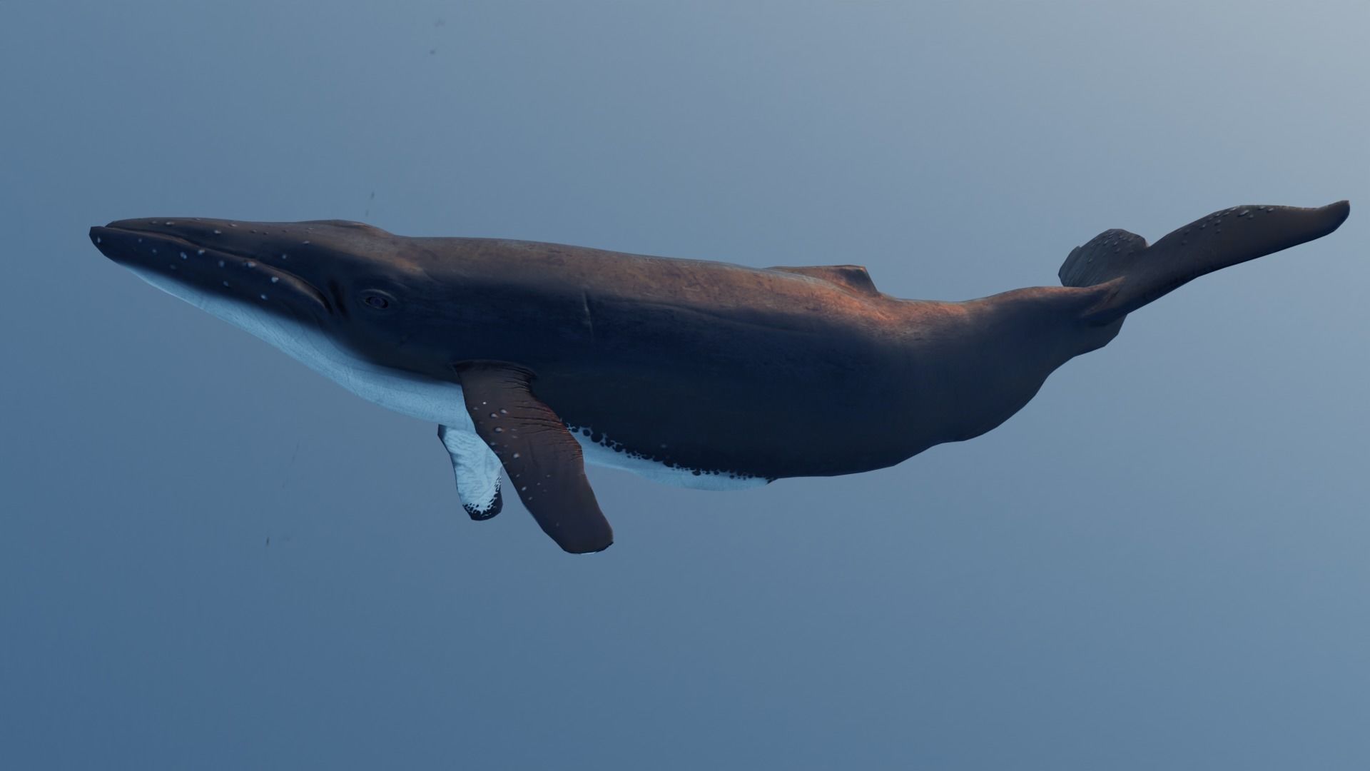 Whale - low poly 3D model flying in sky Low-poly 3D model_1