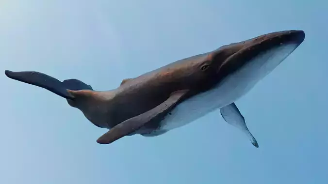 Whale - low poly 3D model flying in sky
