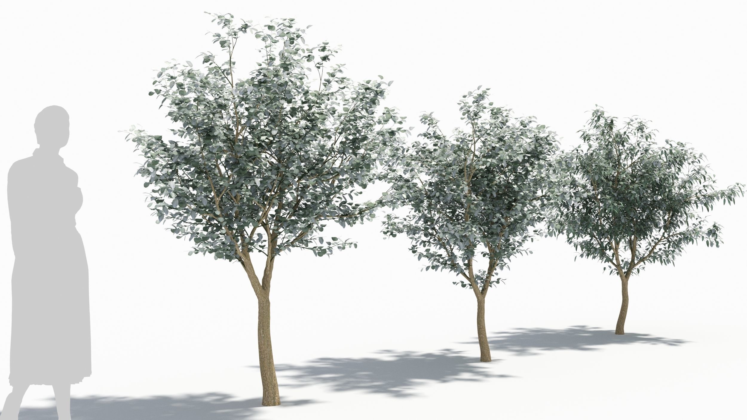 Eucalyptus tree 3D model_1